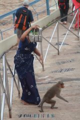 26-A cheeky monkey